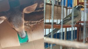 animais são encontrados em cativeiro e resgatados