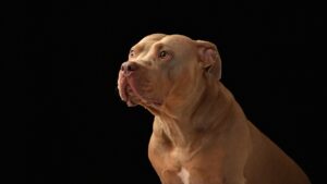 Criança atacada por pitbull