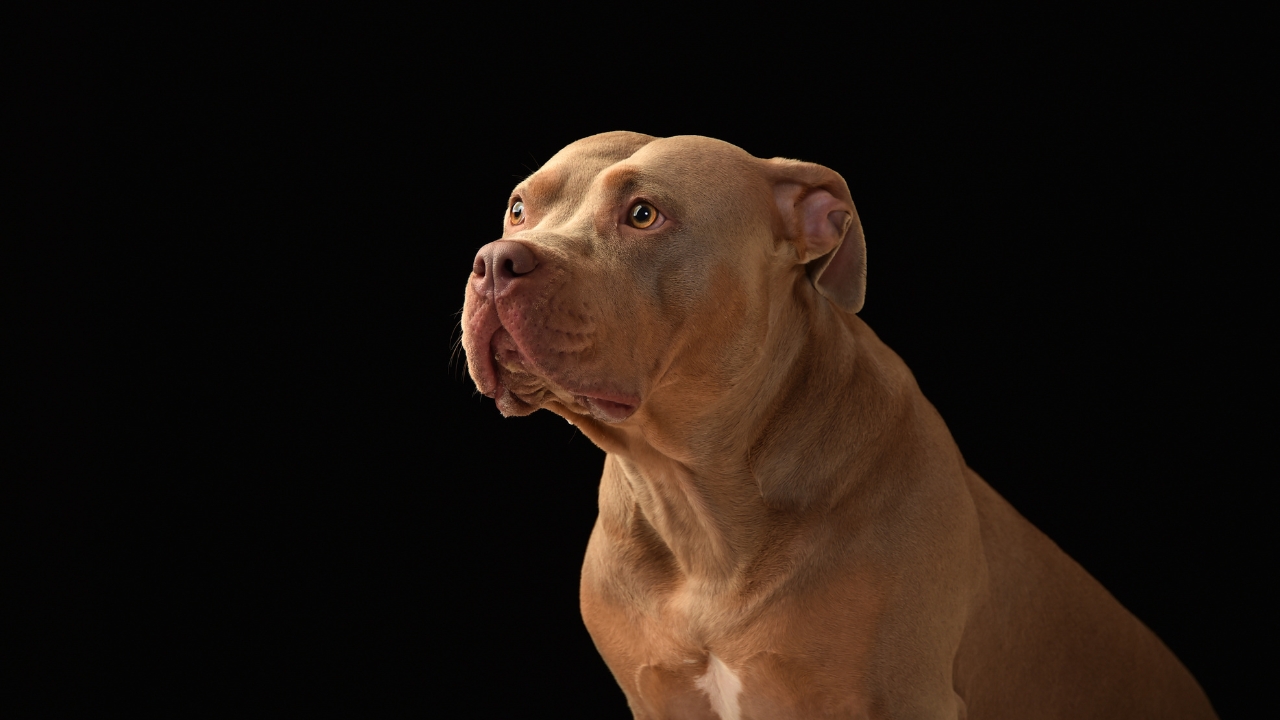 Criança atacada por pitbull