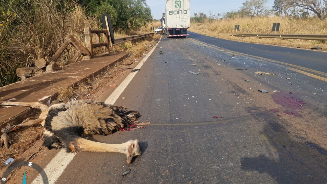 Acidente com atropelamento de ema interdita rodovia em Uberlândia Acidente com atropelamento de ema interdita rodovia em Uberlândia