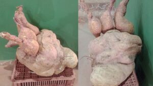 Batata-doce gigante colhida em Santa Juliana