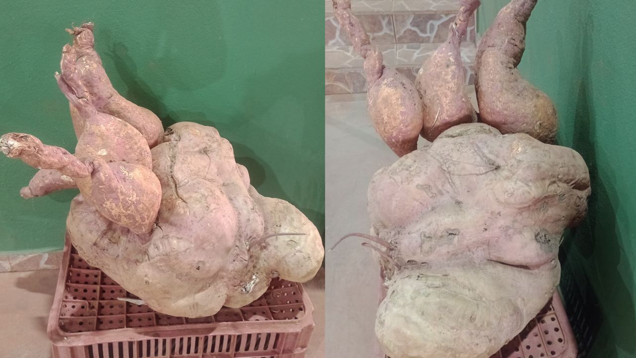 Batata-doce gigante colhida em Santa Juliana