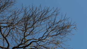 Árvore seca, céu limpo, calor intenso e baixa umidade