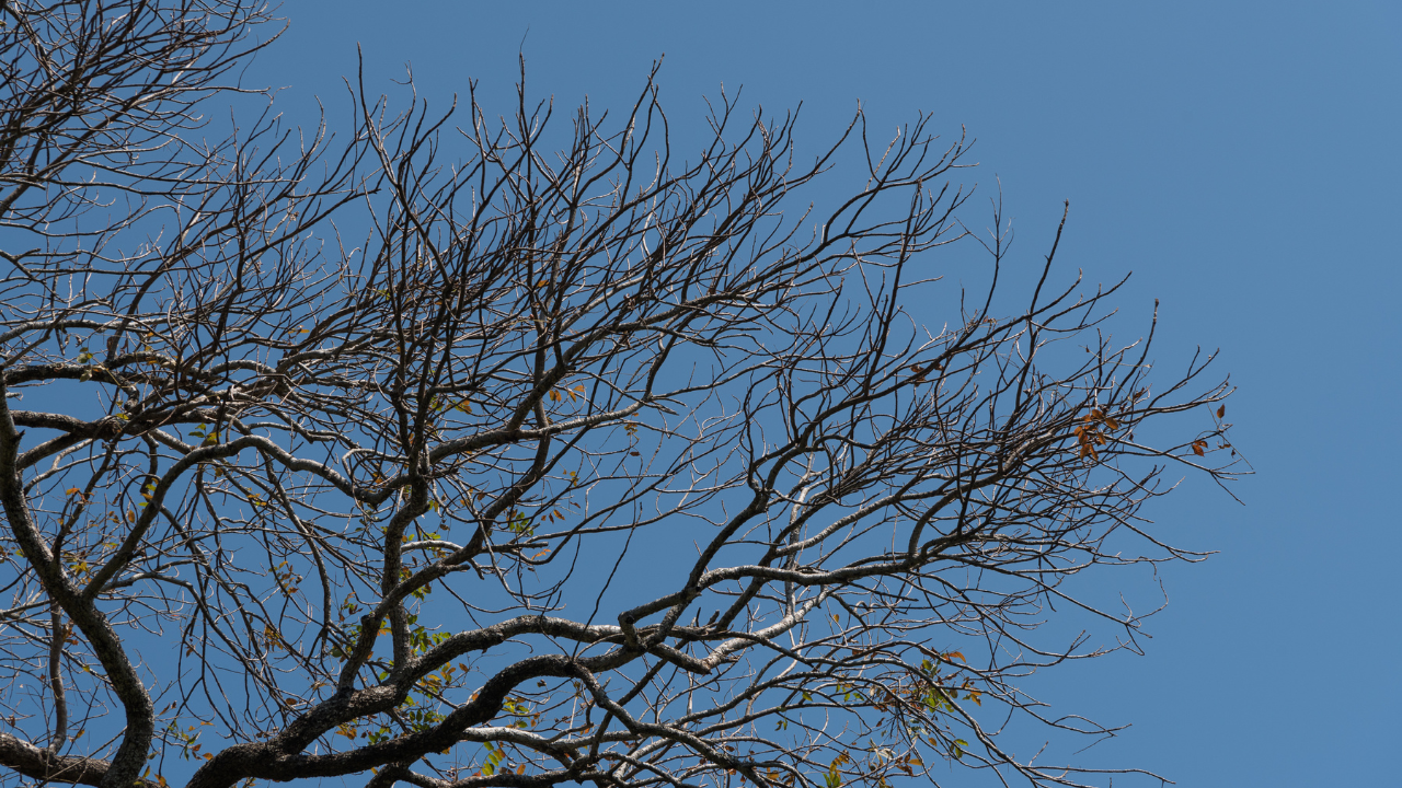 Árvore seca, céu limpo, calor intenso e baixa umidade