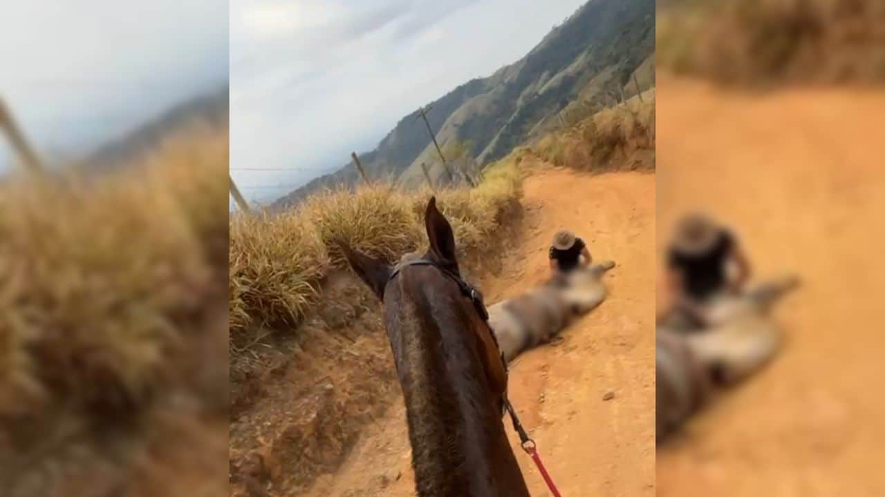Cavalo mutilado no interior de SP