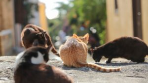 Gatos SRD