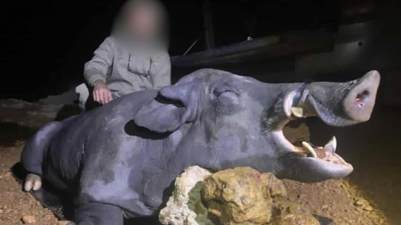 Javali gigante abatido em fazenda mineira- Crédito: Cristiano Mendonça/Reprodução