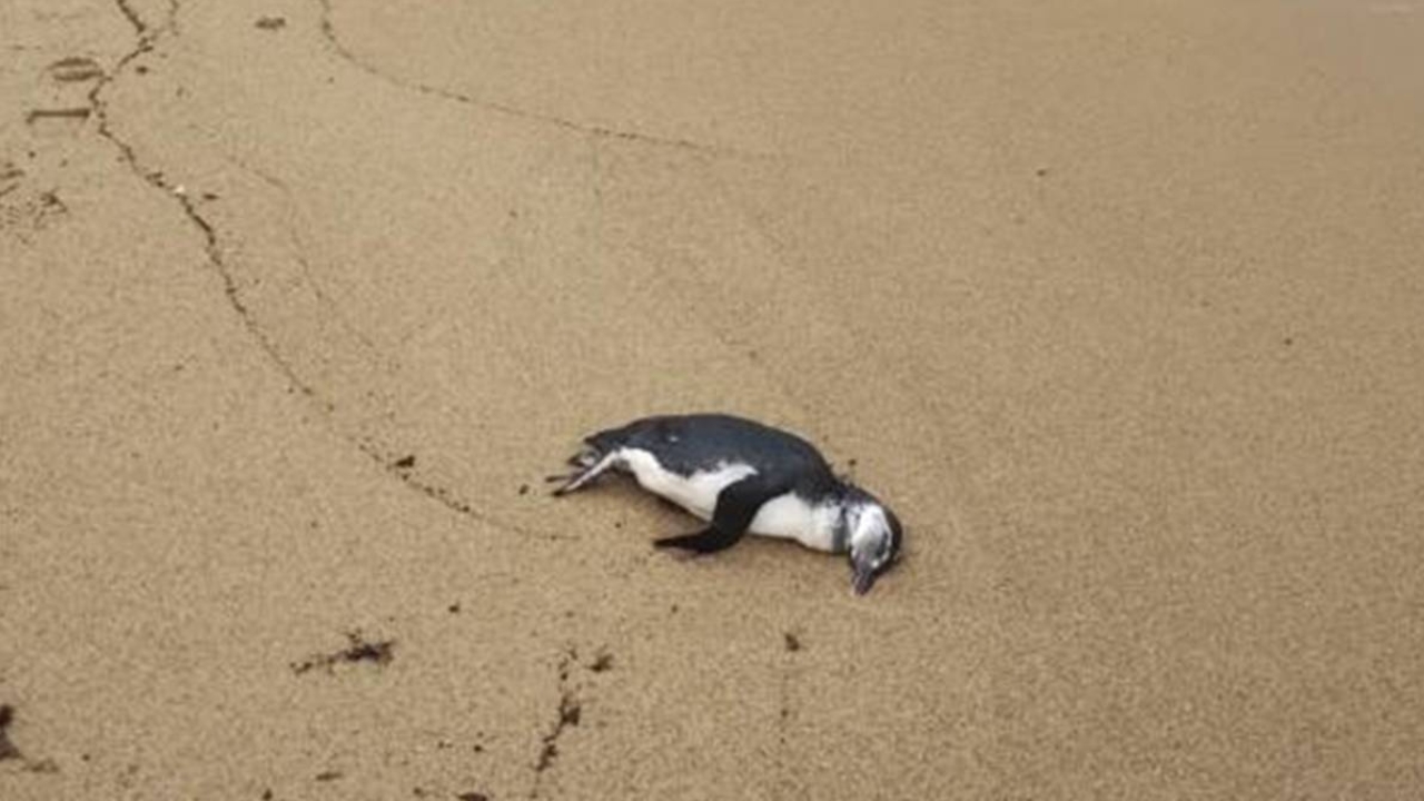Pinguim morto no litoral paulista // Pinguins no litoral paulista Pinguim morto no litoral paulista // Pinguins no litoral paulista