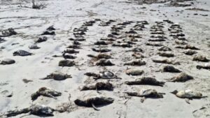 pinguins no litoral paulista são encontrados mortos