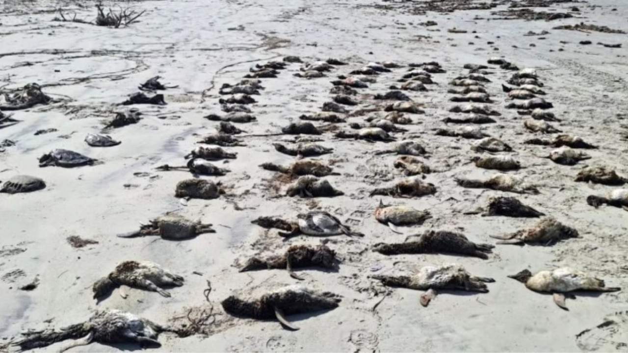 pinguins no litoral paulista são encontrados mortos pinguins no litoral paulista são encontrados mortos
