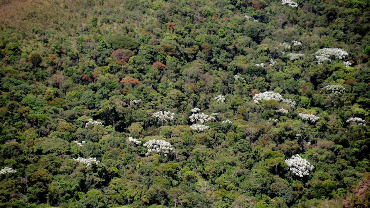 reflorestamento da Mata Atlântica reflorestamento da Mata Atlântica