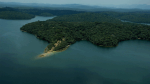 reflorestamento da Mata Atlântica