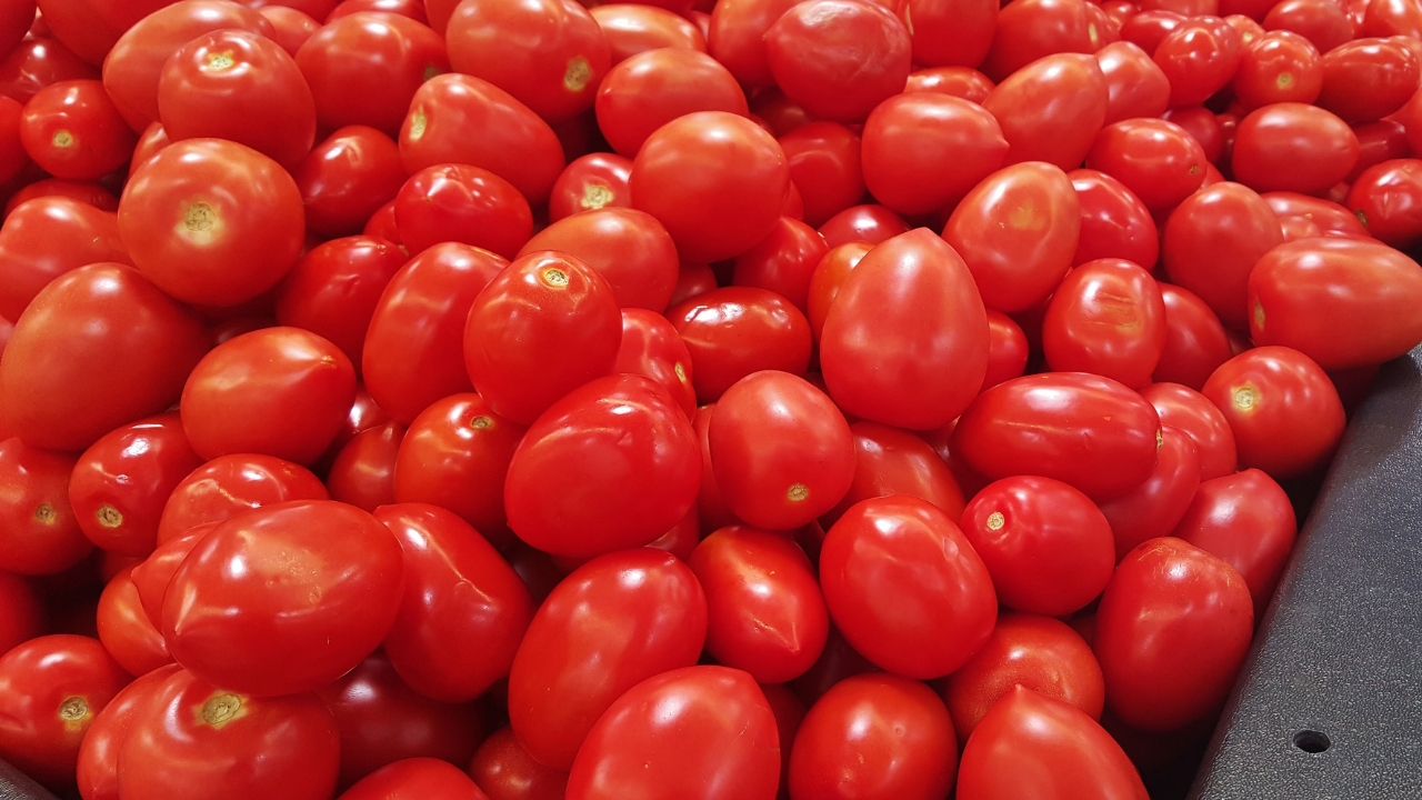 tomates para distribuição tomates para distribuição