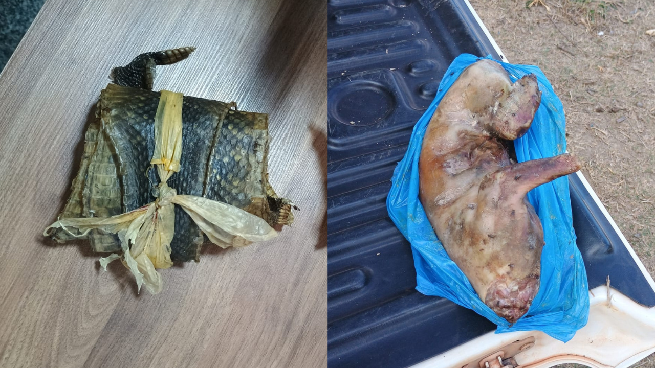 Uma paca abatida e dois couros de cascavel foram apreendidos pela Polícia Ambiental durante operação em conjuta contra caça ilegal 