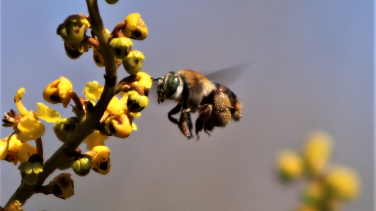 Abelha Centridini polinizando malpighiaceae no cerrado