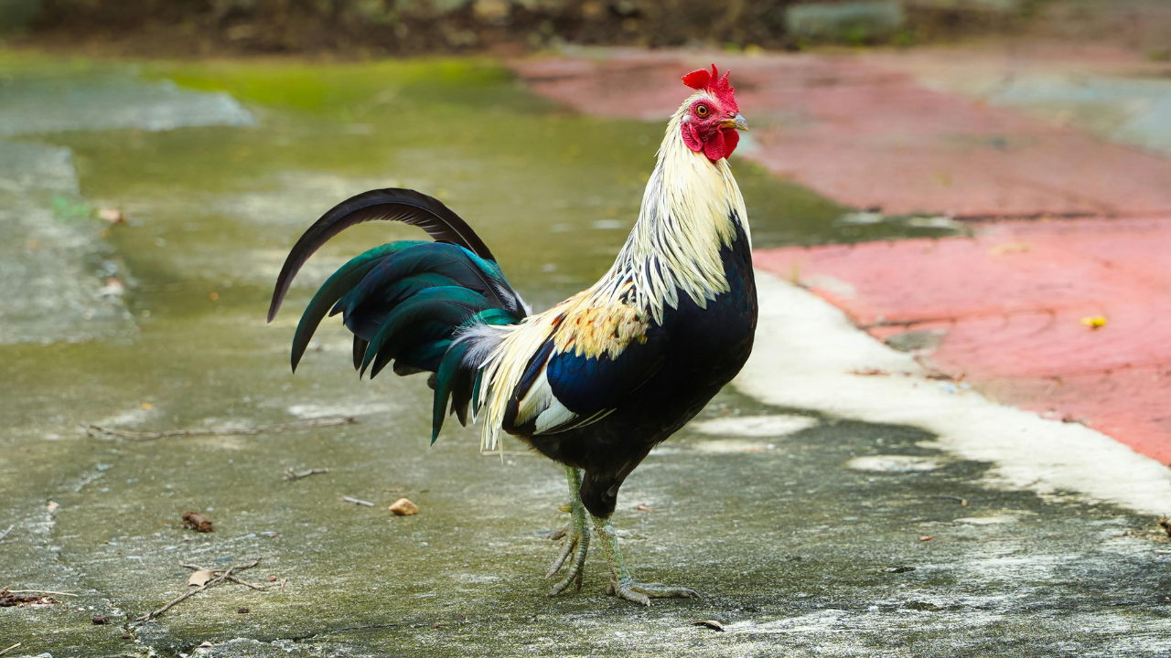 Galo tira sono de moradores 