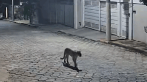 Onça-parda é flagrada por câmeras de segurança em Araxá