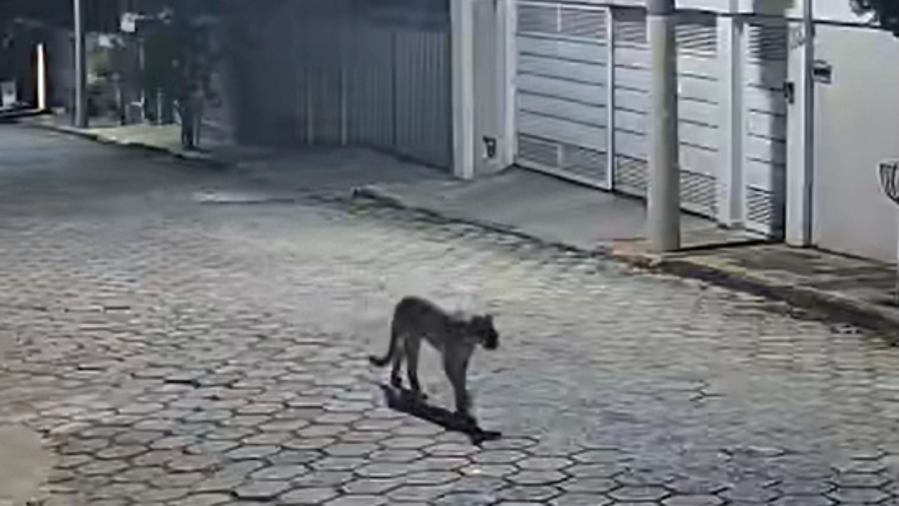 Onça-parda é flagrada por câmeras de segurança em Araxá