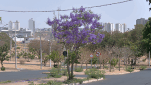 Primavera terá temperaturas acima da média e chuvas irregulares no Triângulo