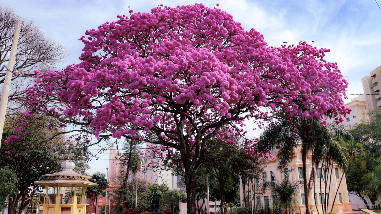 Primavera chega em Uberlândia