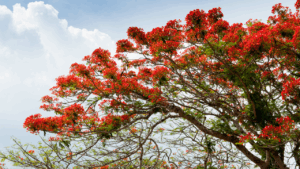 Primavera deve começar com calor acima da média e chuvas abaixo do esperado no Triângulo Mineiro e Alto Paranaíba