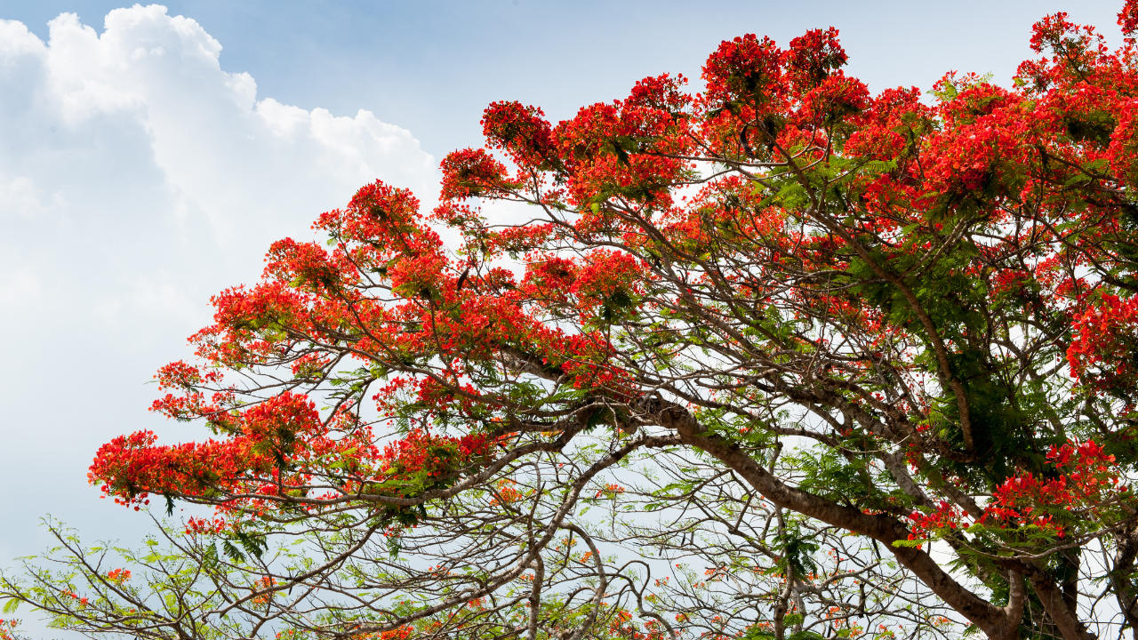 Primavera deve ter mais calor 