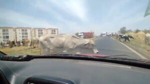 gado solto em Uberlândia