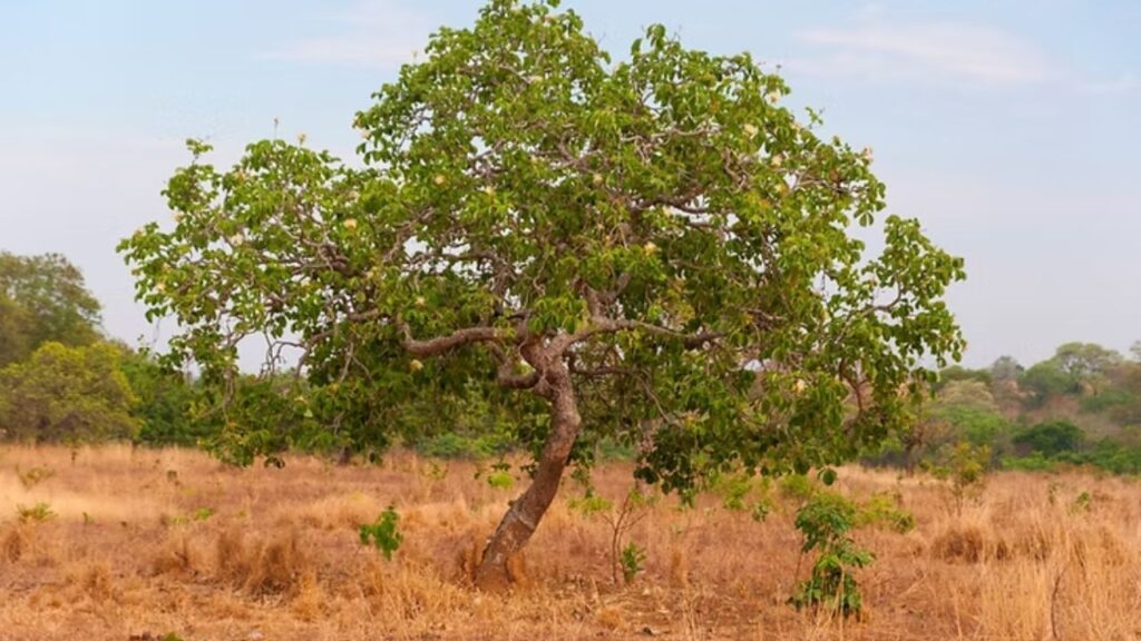 Pequi: arvore do cerrado