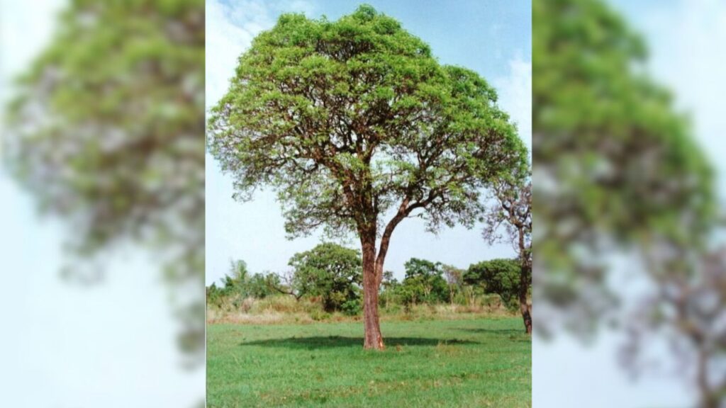 pau terra: arvore do cerrado