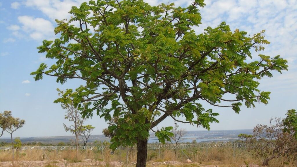 cerrado
