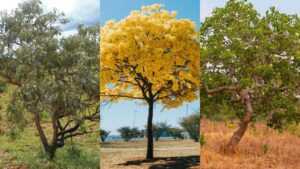 cerrado