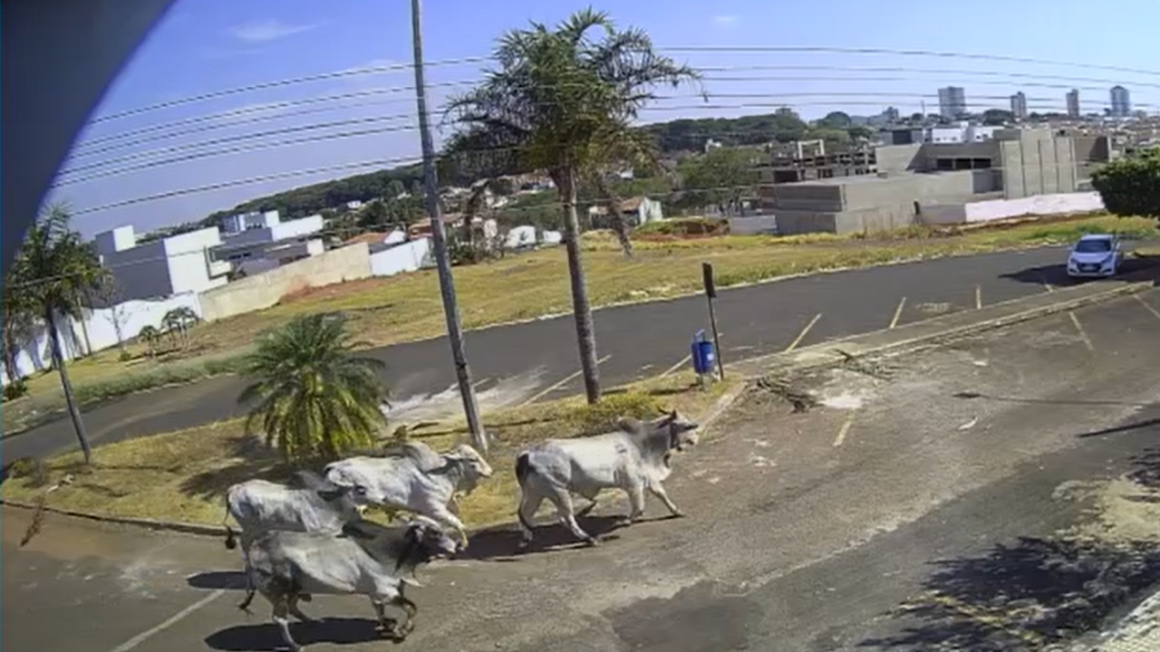 Bois fogem de frigorífico em Araguari; caso se repete em menos de um mês - Crédito: Câmera de segurança/Reprodução