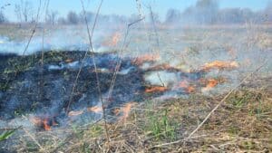 Área de mato com queimada e um pouco de chamas baixas // Cavalo morre queimado após incêndio em área da antiga Epemig, em Araxá - Crédito: Canva