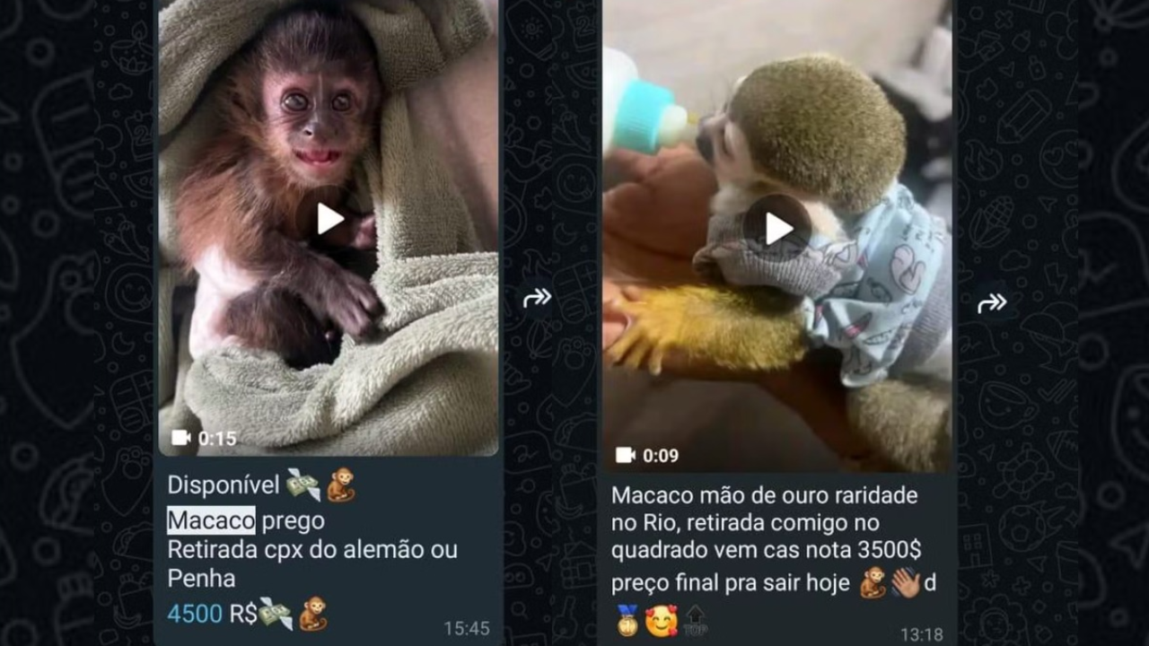 tráfico de animais silvestres