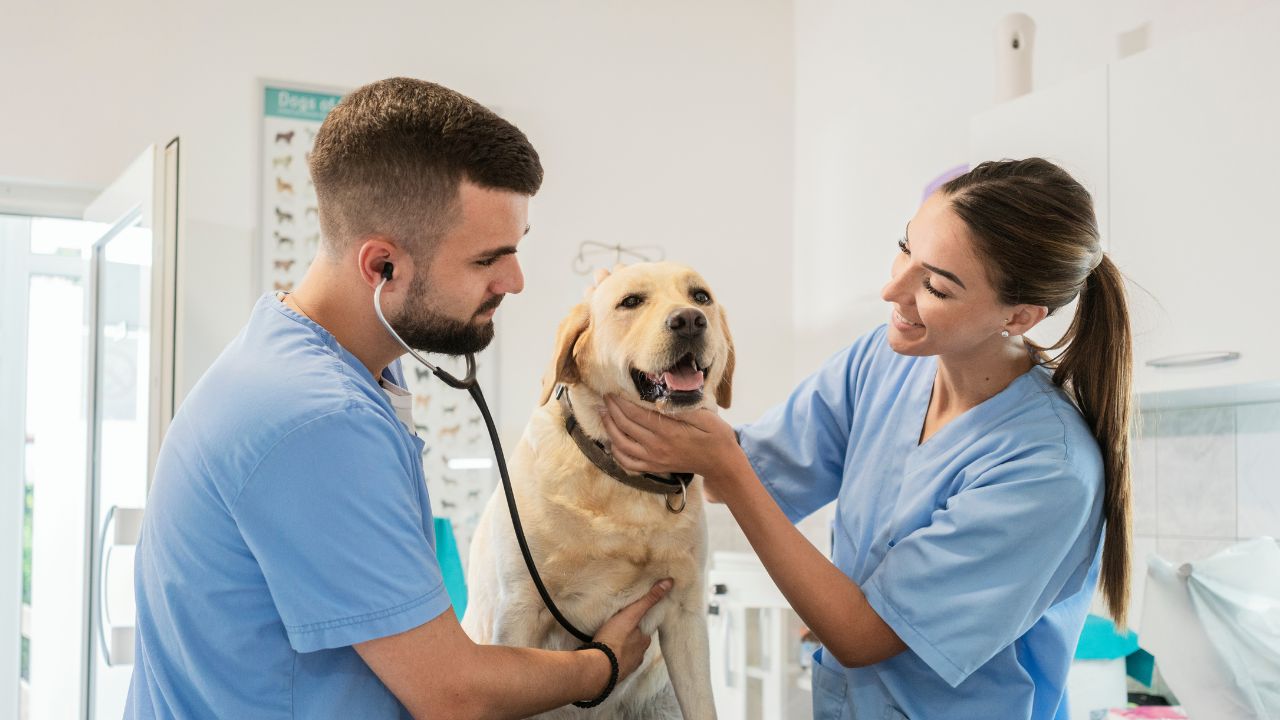 Dia do Veterinário