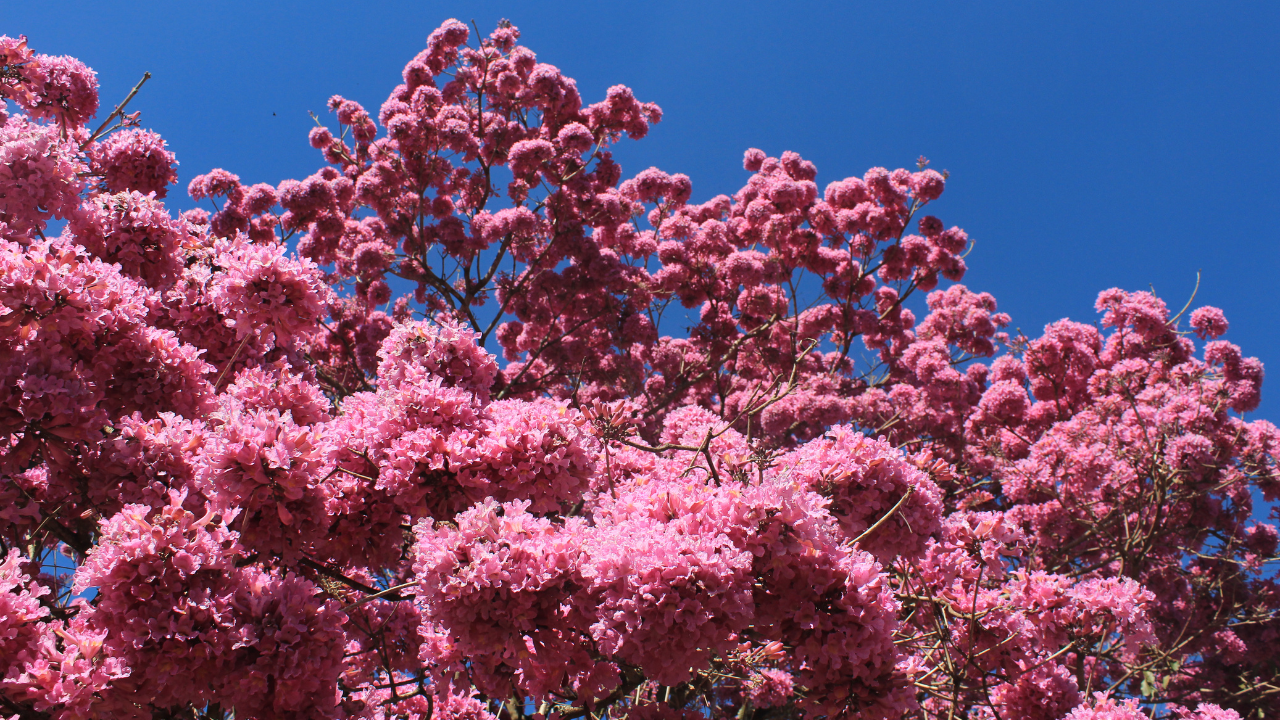 floração dos ipês