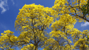 Ipês colorem o Triângulo Mineiro em setembro e anunciam a chegada da primavera