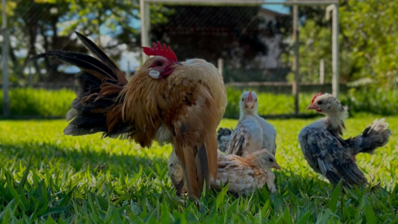 Galinha Serama, a menor do mundo