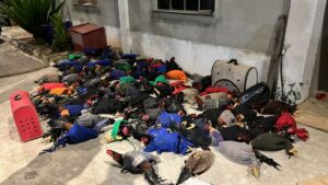 Polícia apreendeu 143 galos em rinha clandestina em Ibirité