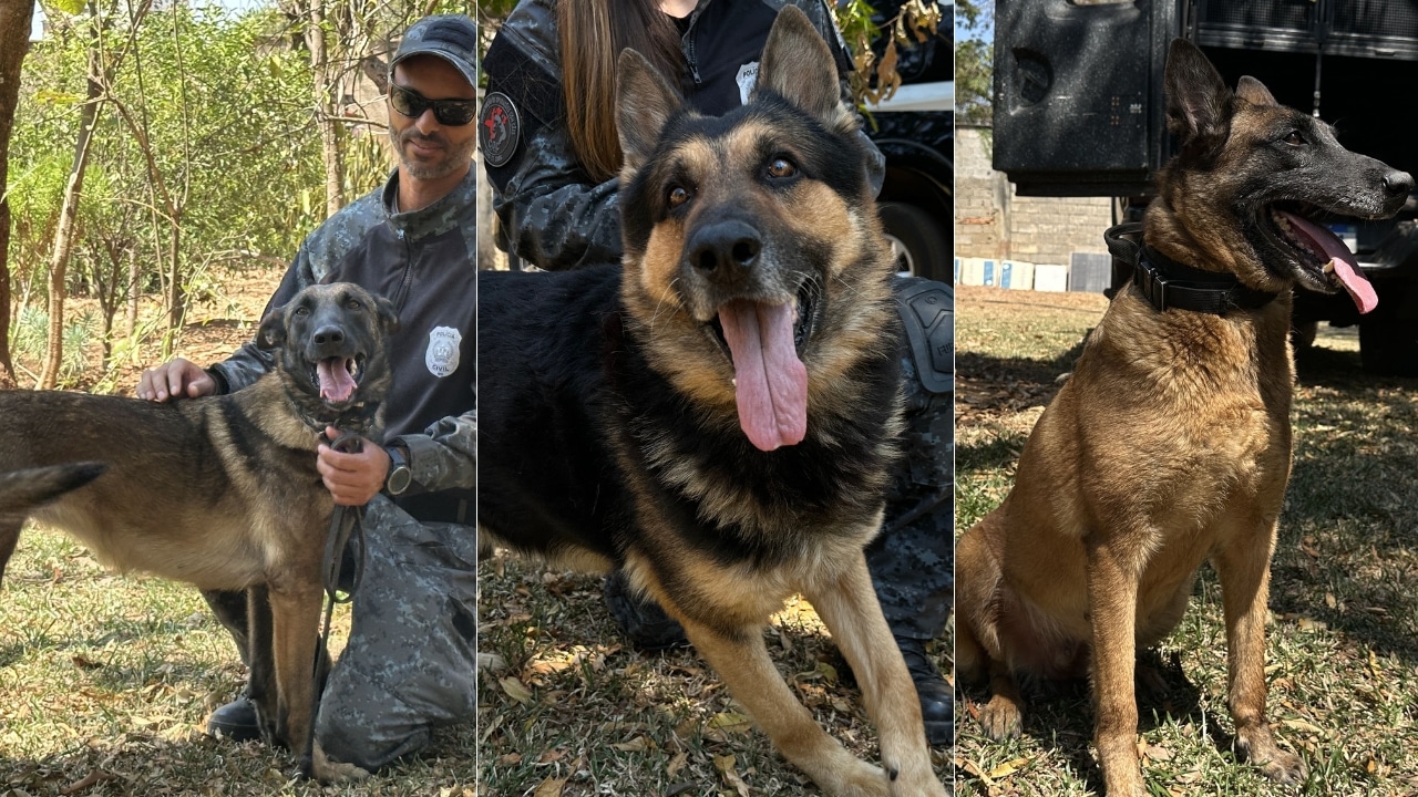 Cães policiais aposentados