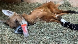 lobo-guará resgatado