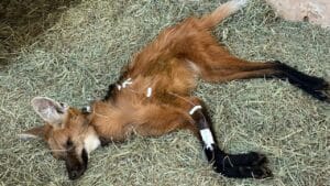 lobo-guará resgatado