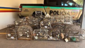 Polícia Militar de Meio Ambiente resgatou 83 pássaros silvestres em Coromandel
