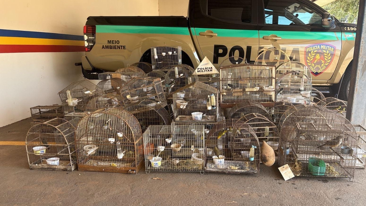 Polícia Militar de Meio Ambiente resgatou 83 pássaros silvestres em Coromandel Polícia Militar de Meio Ambiente resgatou 83 pássaros silvestres em Coromandel