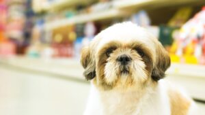 Cachorro à frente da imagem e, ao fundo, em desfoque, um corredor de supermercado, com o intuito de representar pets em supermercados