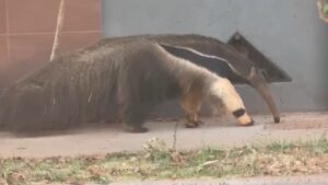 Tamanduá-bandeira foi flagrado andando pela calçada no bairro Shopping Park, em Uberlândia