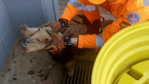Tamanduá-mirim resgatado com queimaduras é levado a hospital veterinário em Uberaba