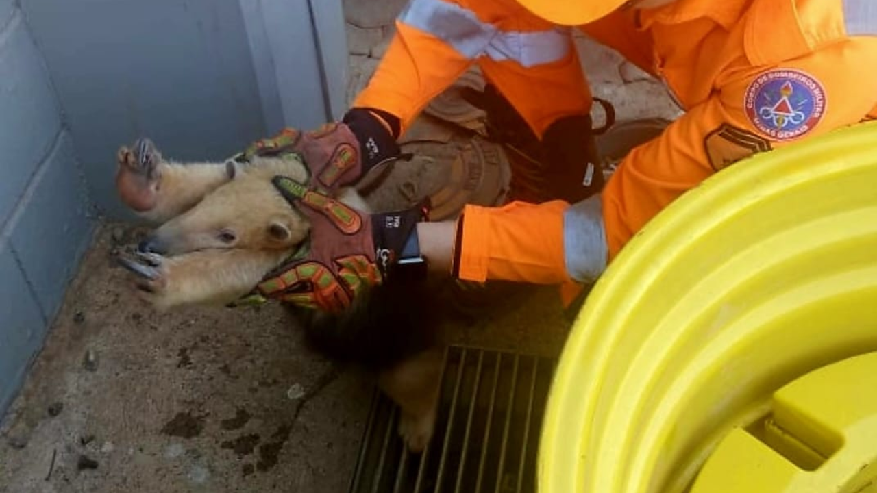 Tamanduá-mirim resgatado com queimaduras é levado a hospital veterinário em Uberaba