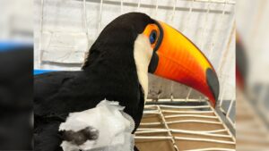 Tucano atropelado em Uberlândia