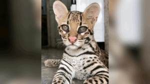 Justiça e Ibama disputam futuro de jaguatirica criada por influenciadora no Pará